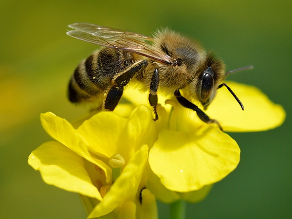 Abeja recolectando polen y néctar de una flor amarilla
