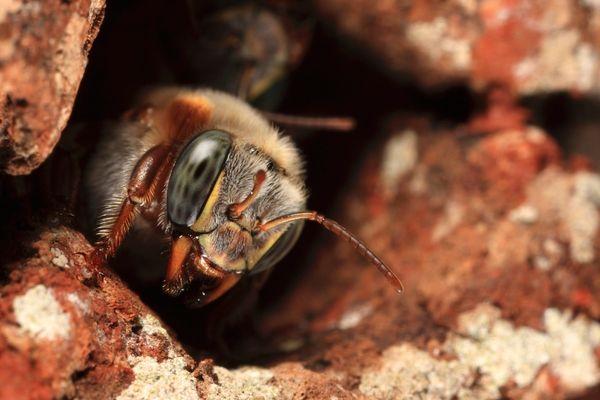 Ejemplar de abeja nativa sin aguijón Melipona beecheii