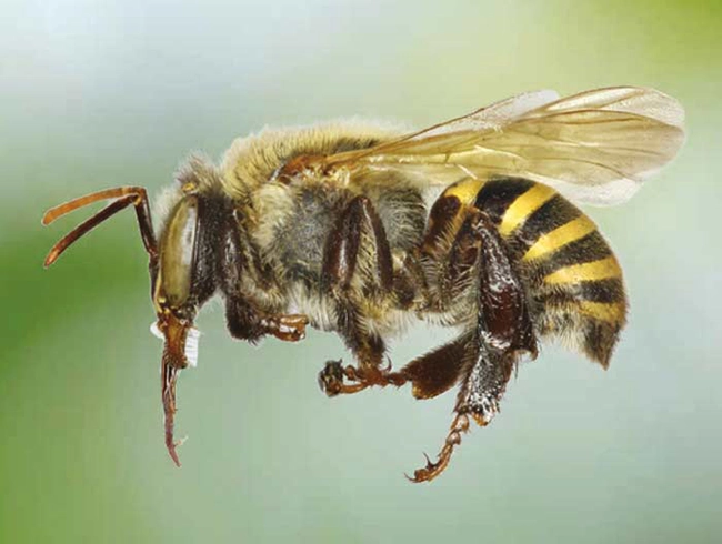 Abeja Melipona beecheii recolectando néctar y polen de una flor
